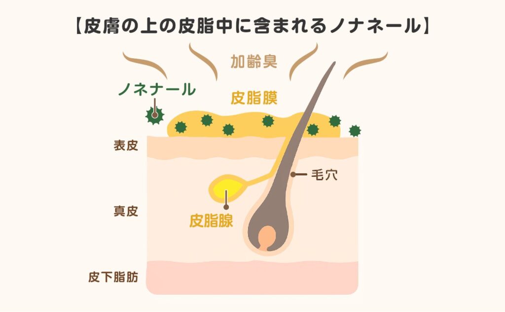 【皮膚の上の皮脂中に含まれるノナネール】